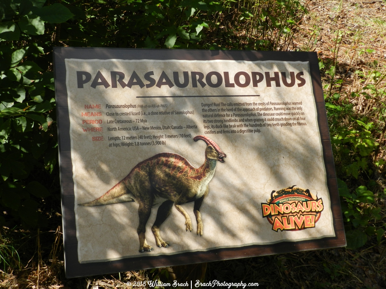 Info sign on the Parasaurolophus.