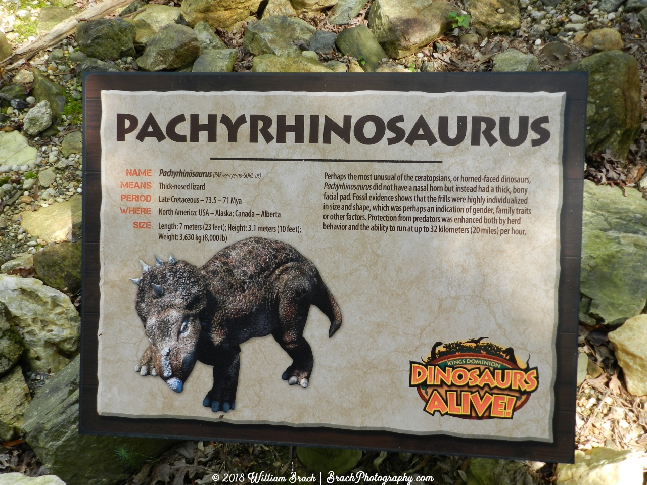 Info sign on the Pachyrhinosaurus.