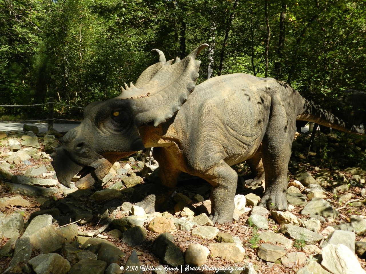 Here we're looking at the Pachyrhinosaurus.