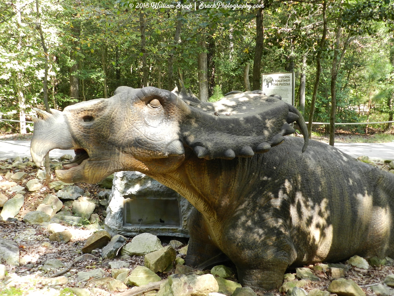 Another look at the Pachyrhinosaurus.