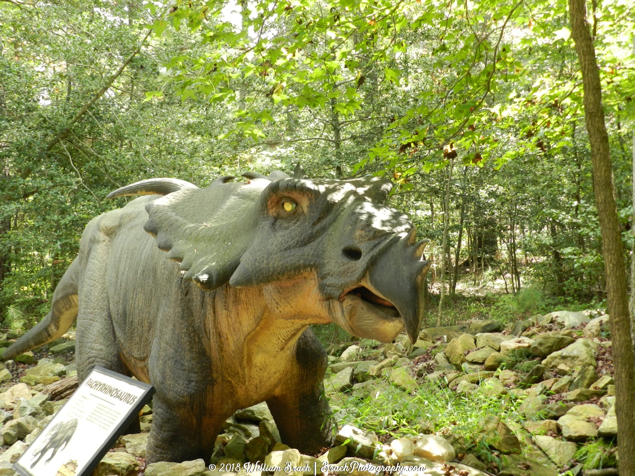 Another look at the Pachyrhinosaurus.