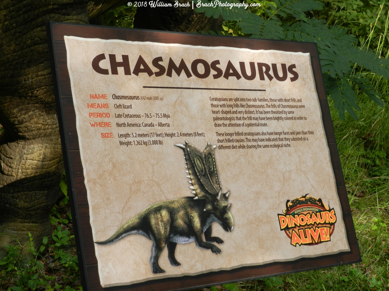 Info sign on the Chasmosaurus.