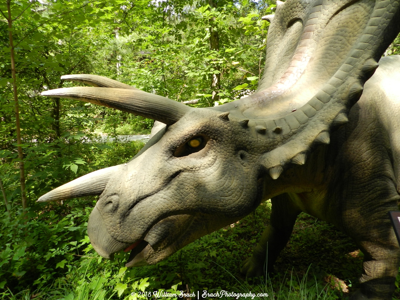 Side profile view of the Chasmosaurus.