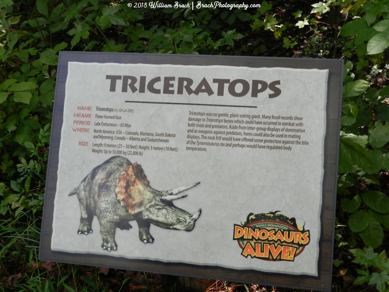 Info sign on the Triceratops.