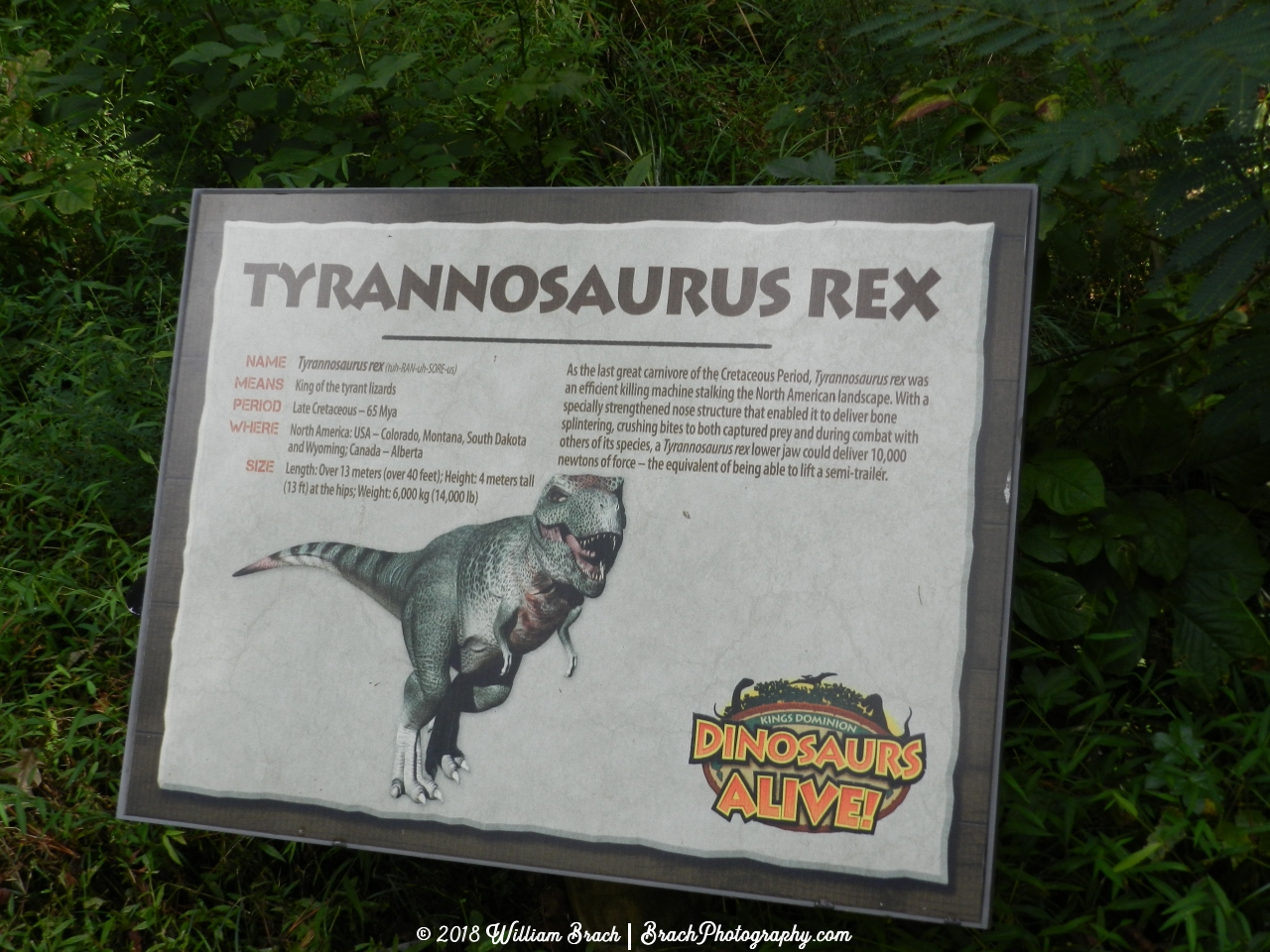 Info sign on the Tyrannosaurus Rex.