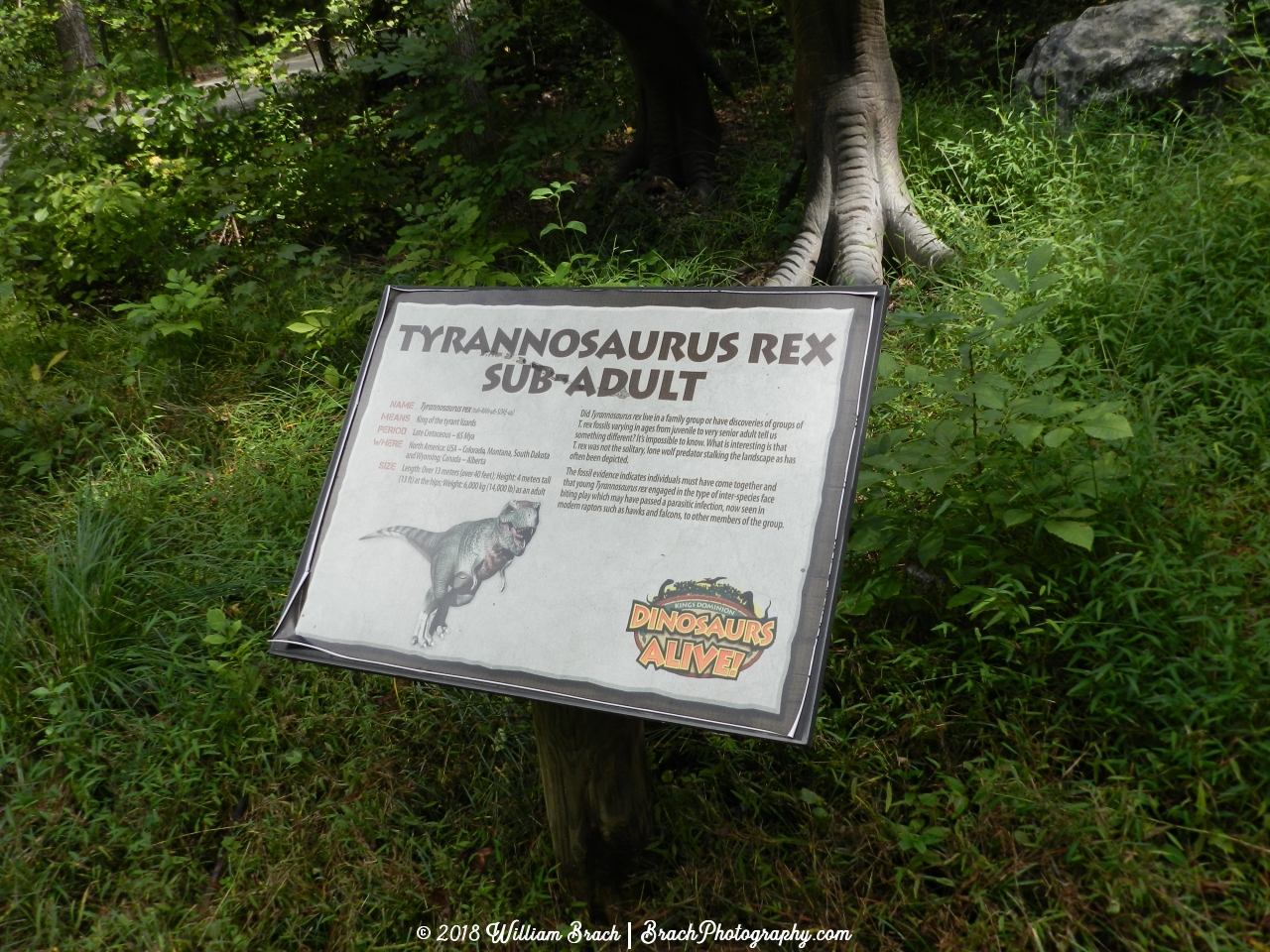 Info sign on the Tyranonosaurus Rex Sub-Adult.