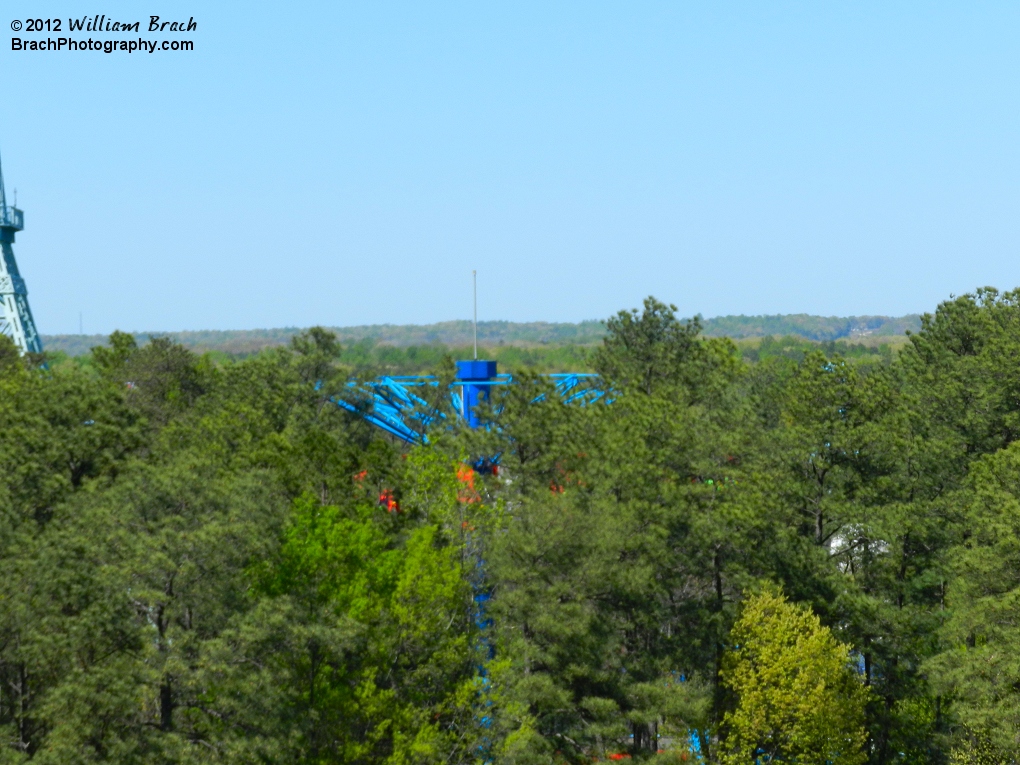 Flying Ace is just as tall as the trees in Doswell, Virginia.