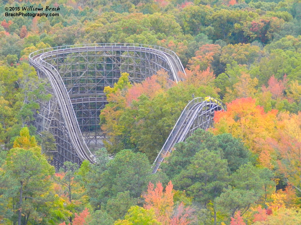 Grizzly yellow train going down the first drop.  The trees around Grizzly are really beautiful at this time of year.