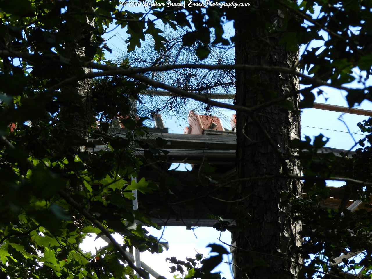 Grizzly's orange train entering the first turn around.