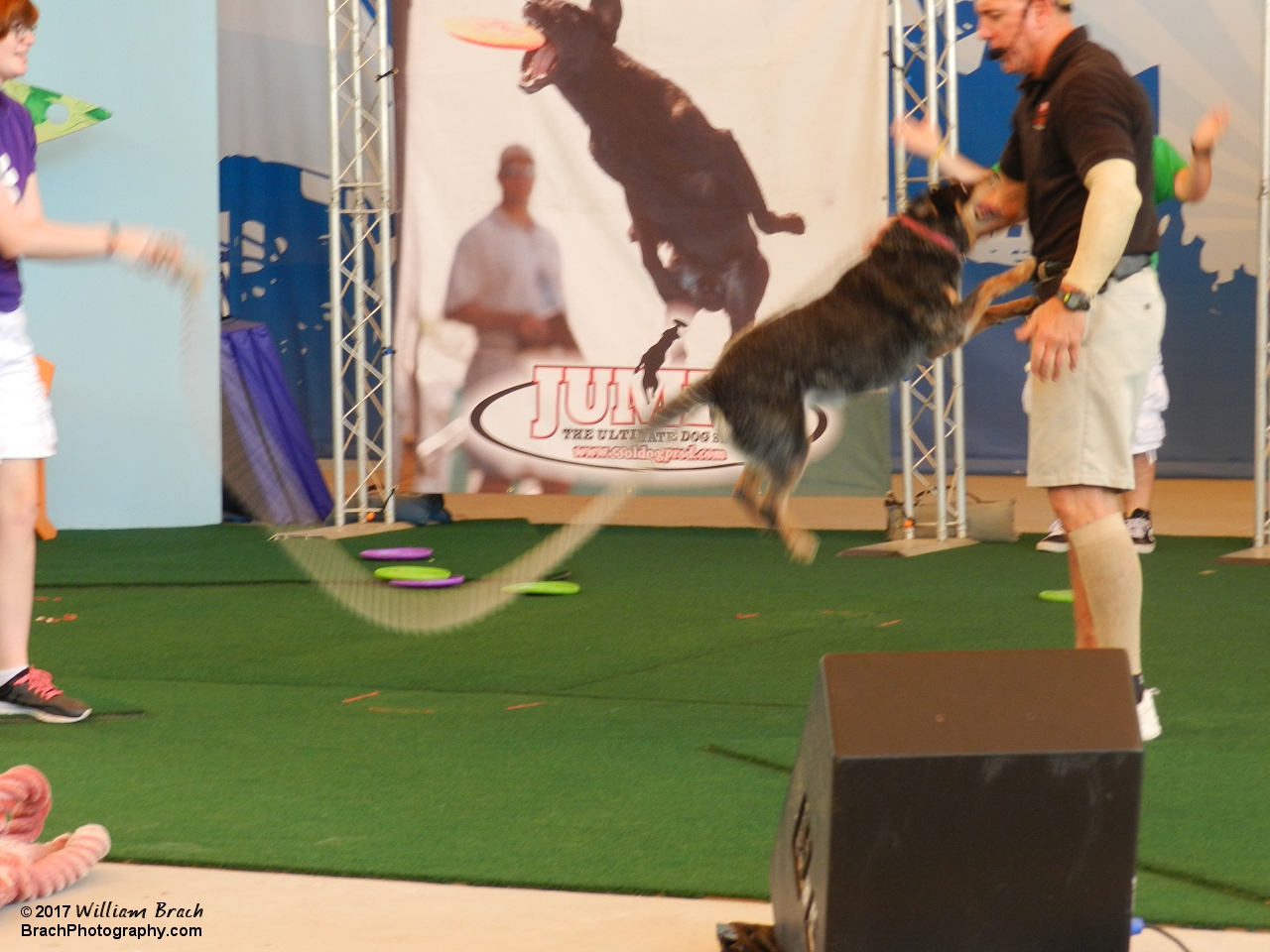 Show featuring rescued dogs performing wild and zany tricks!