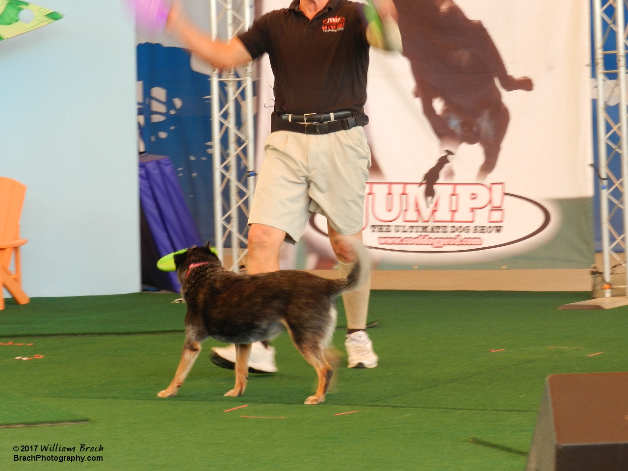 Show featuring rescued dogs performing wild and zany tricks!