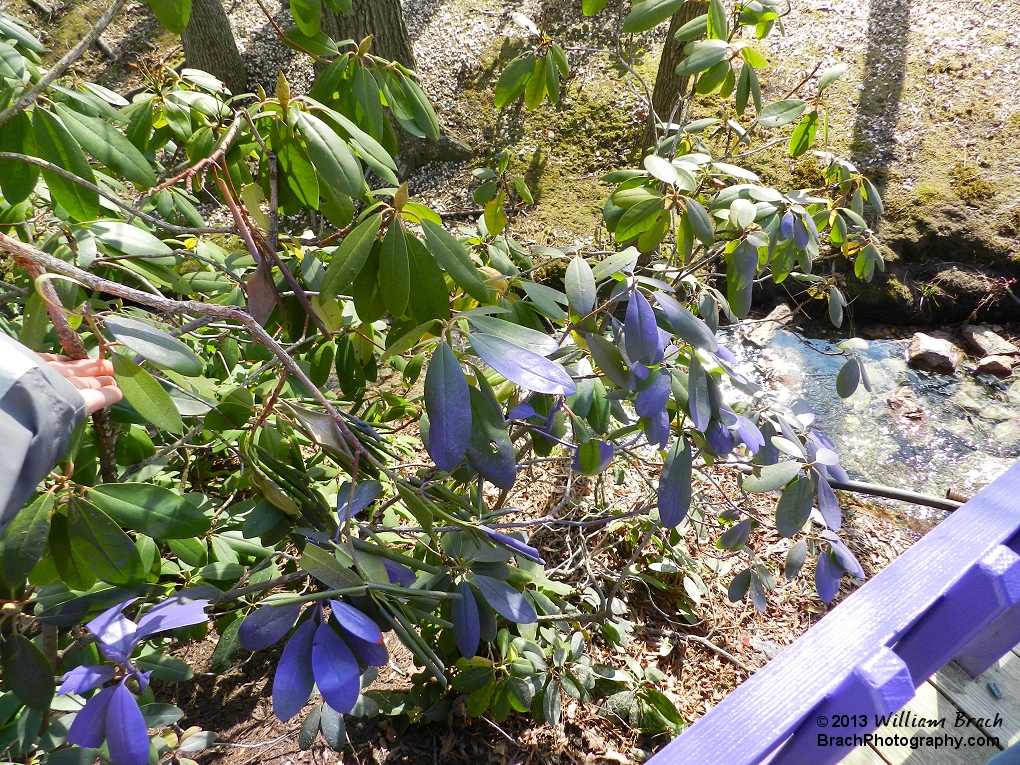 Poor plant - it got sprayed with purple paint.