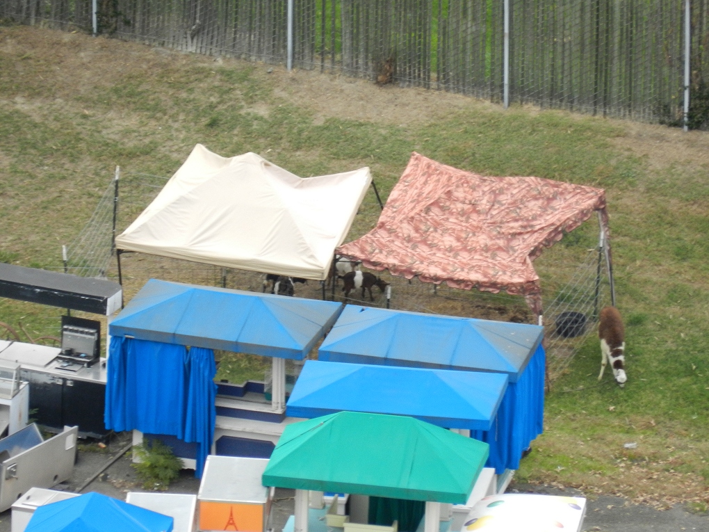 Looks like the animals are being kept in this pen area in the maintenance area.