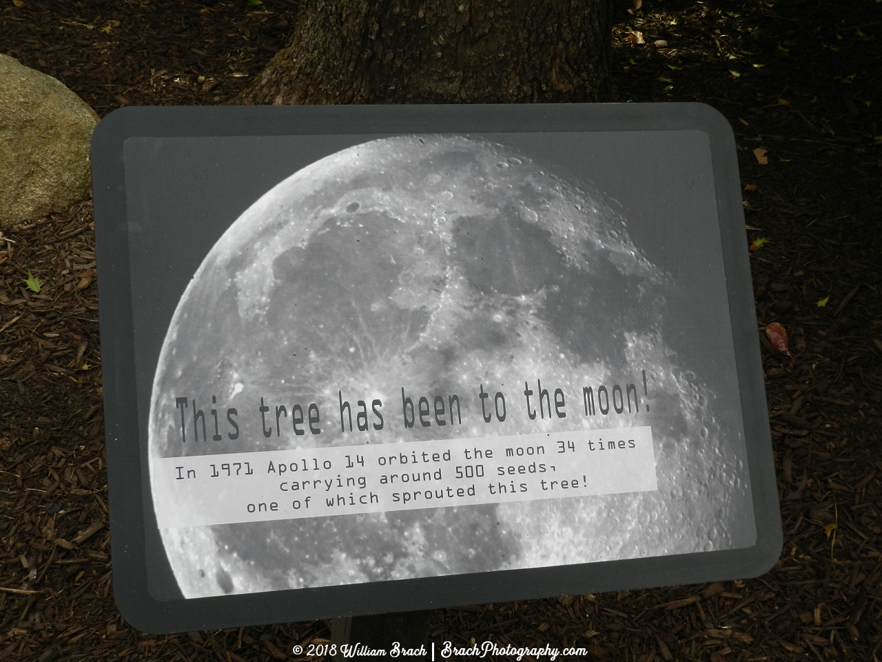 Sign marking the Moon Tree inside Kings Dominion!