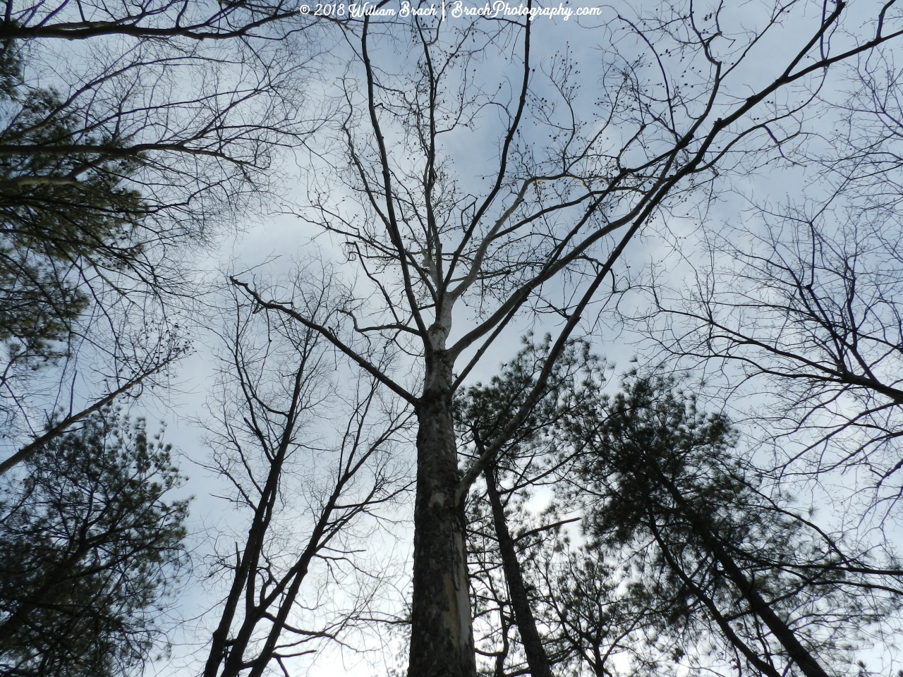 This is the famous Moon Tree!