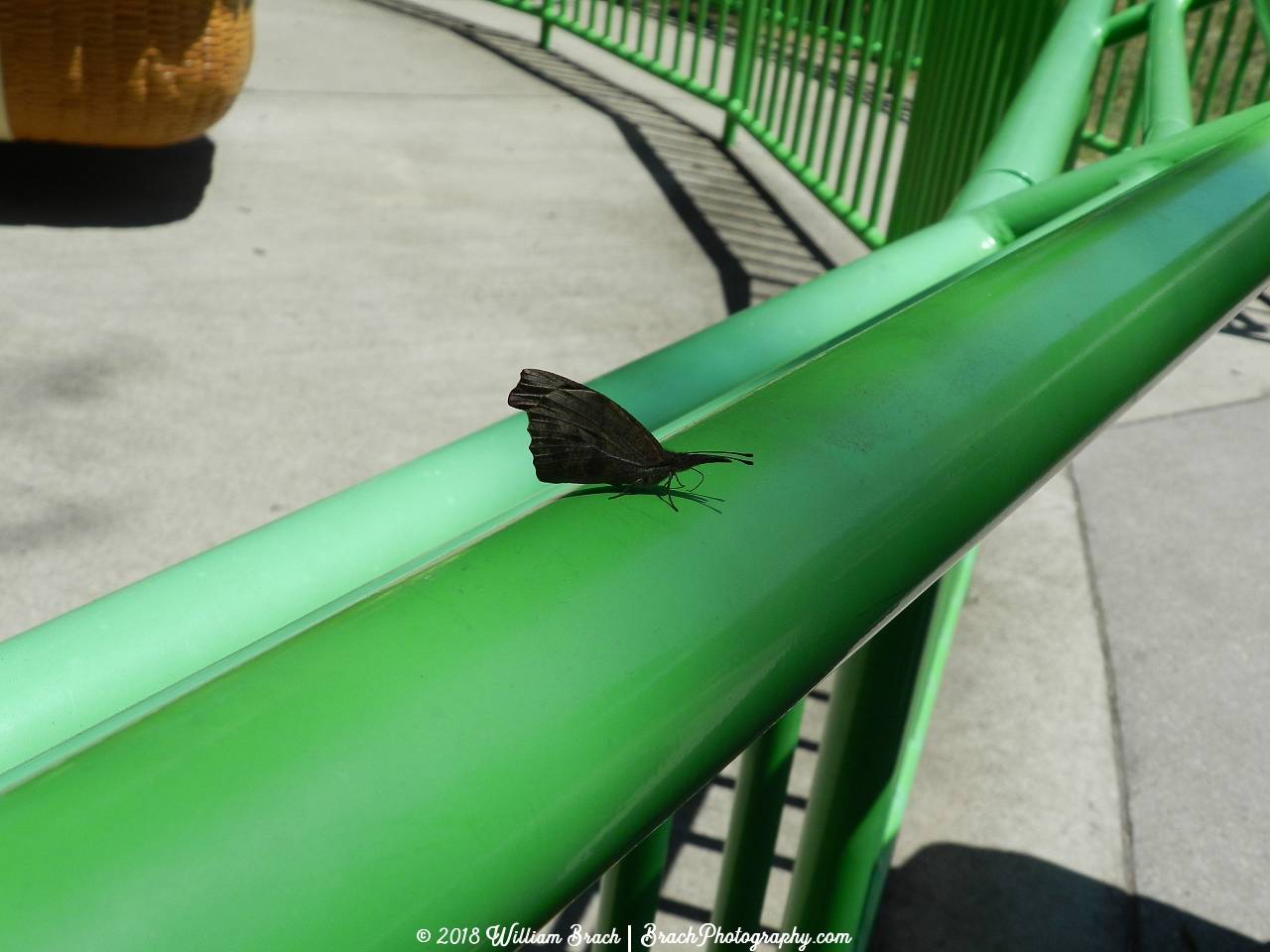 Some bug on the railing of the Linus Launcher ride.