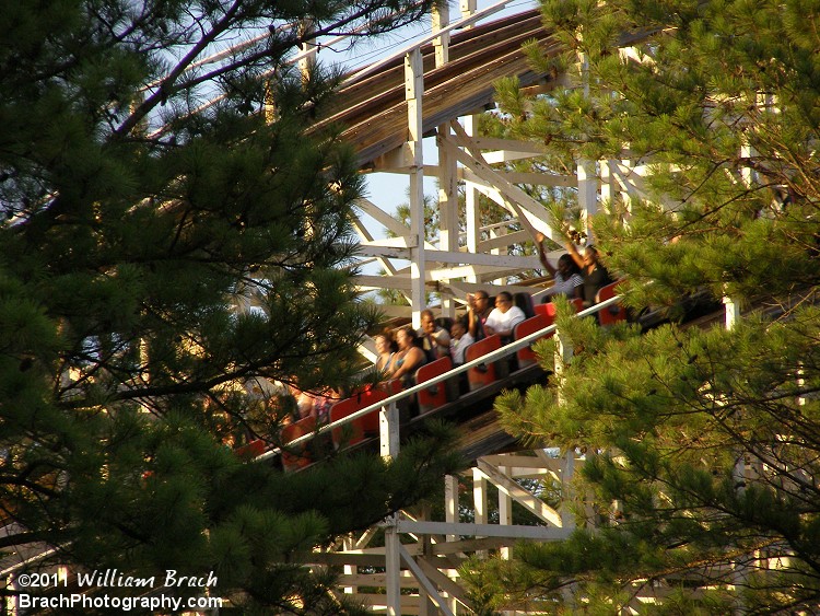 Red train running by the trees.