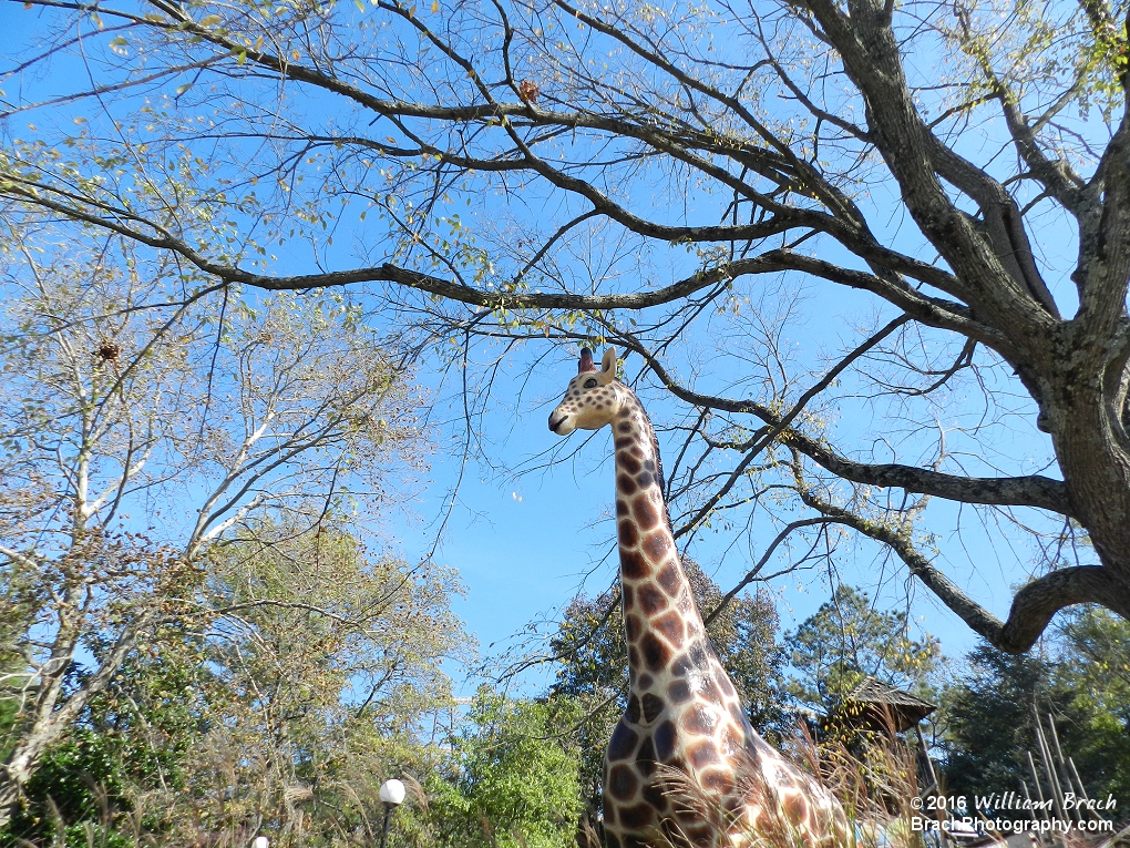 The resident Giraffe in Safari Village.