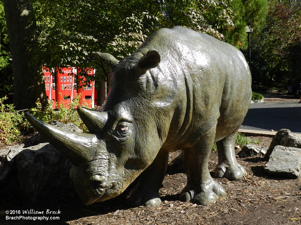 Resident Rhino in Safari Village.