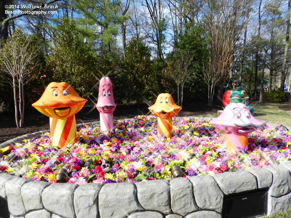 Singing Mushrooms in all their glory!