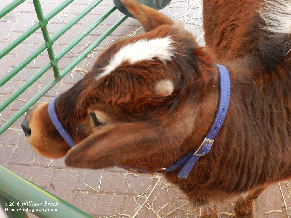 Baby animals in the park!  *SQUEEEE*