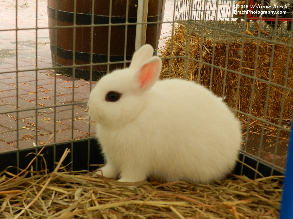 Wascially white wabbit.