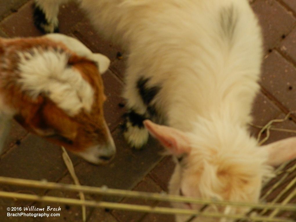 Baby animals in the park for Spring Bloom.