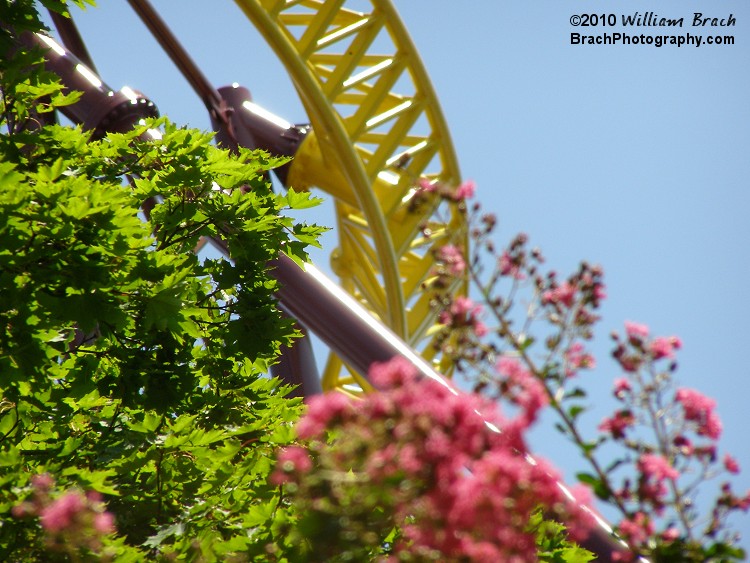 Volcano seen through the trees and flowers.