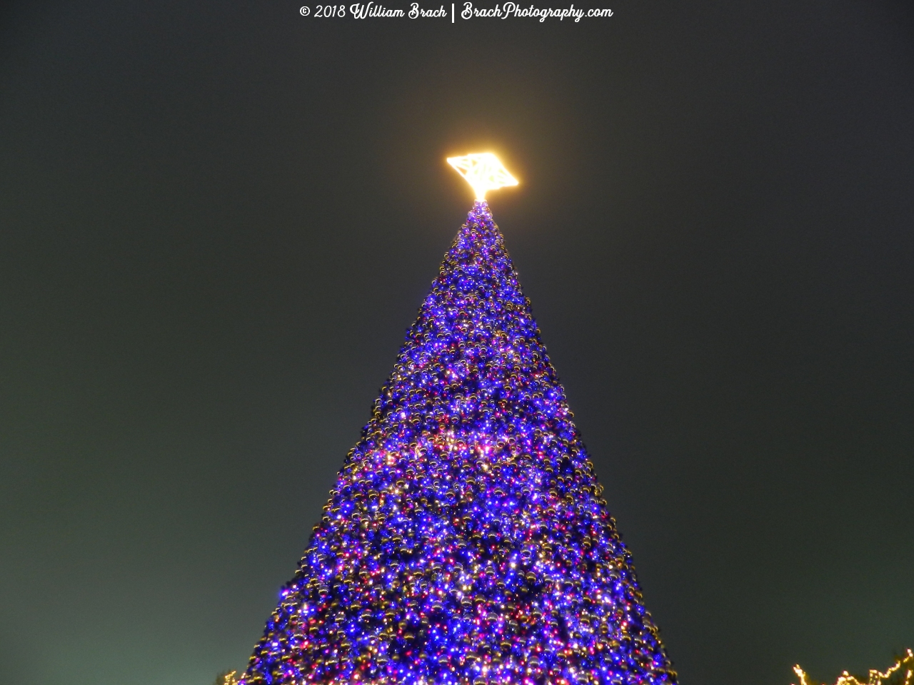 Outside the park's entrance is this huge Christmas tree that is just beautiful to look at.