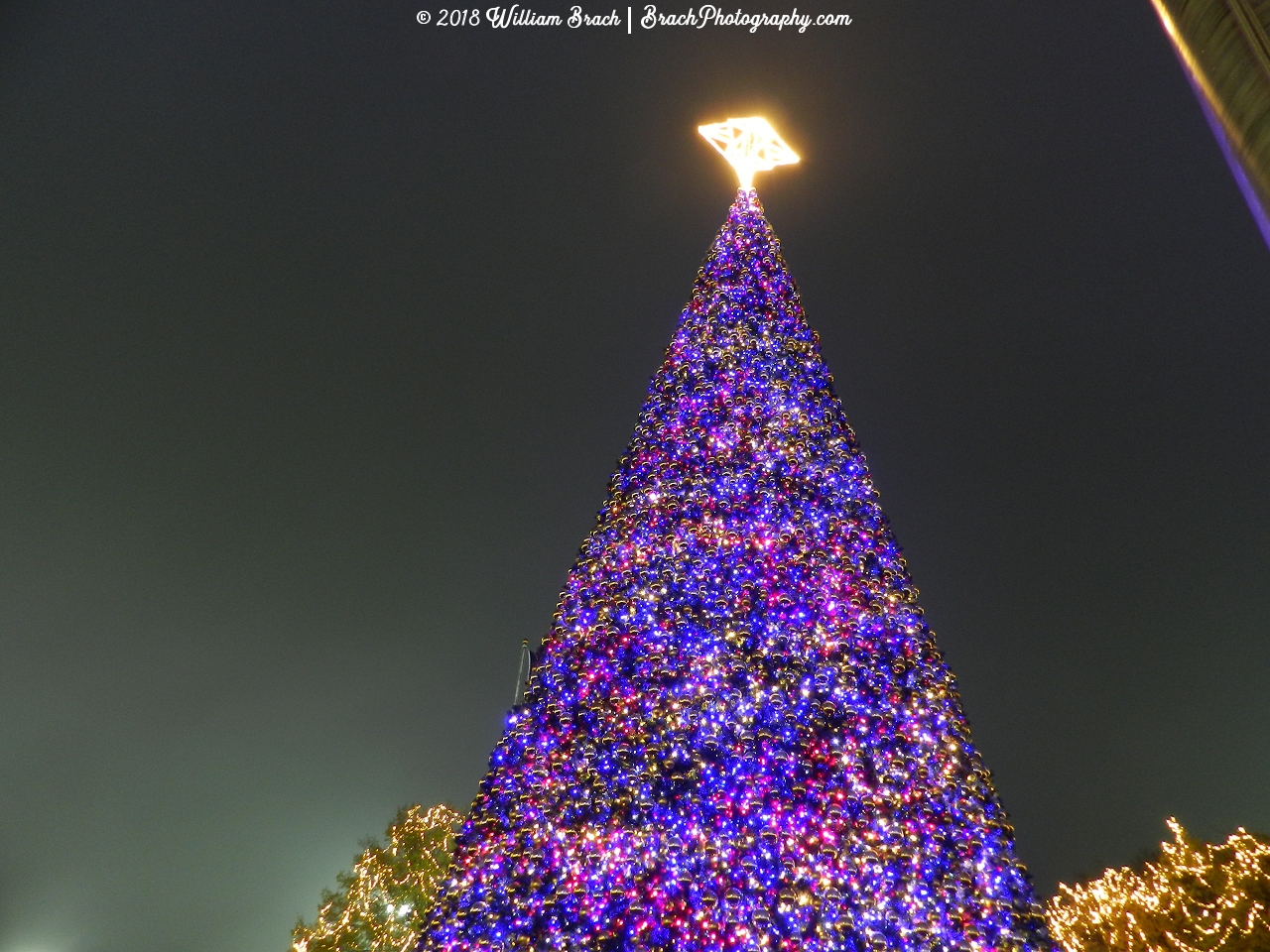 Outside the park's entrance is this huge Christmas tree that is just beautiful to look at.