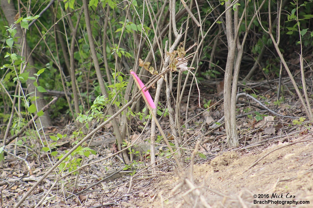 A survey marker in the construction site.