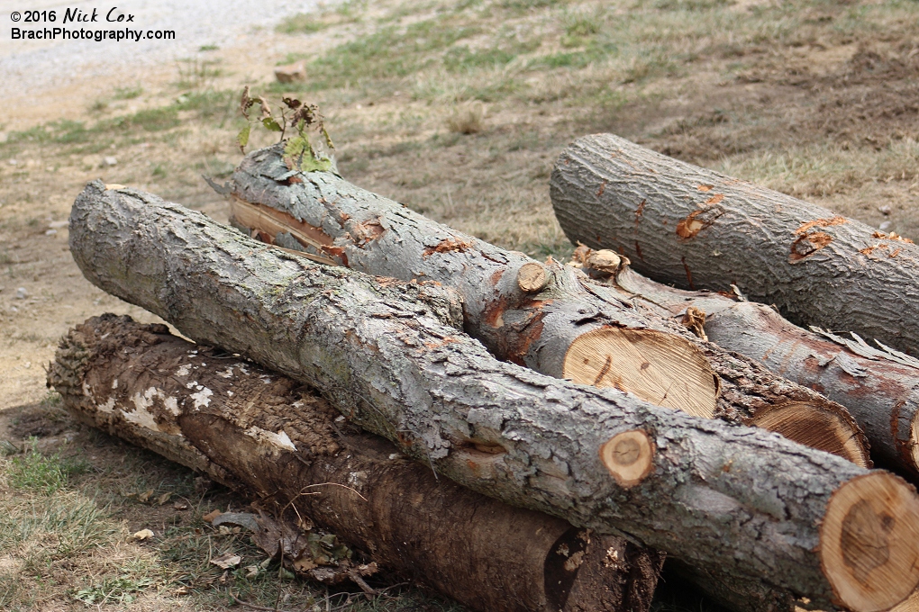 The logs that were around the area to tease the coaster before the announcement.