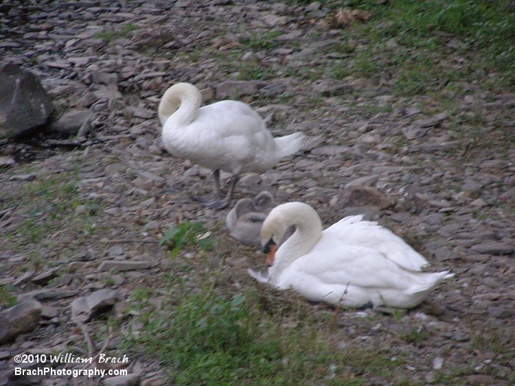 A family of swans resting along the creek bed.