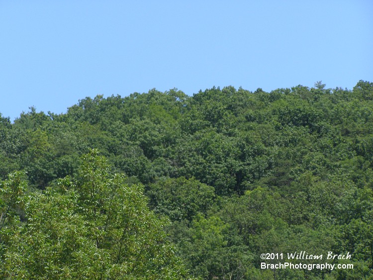 Checking out the treeline at Knoebels in Elysburg, Pennsylvania.