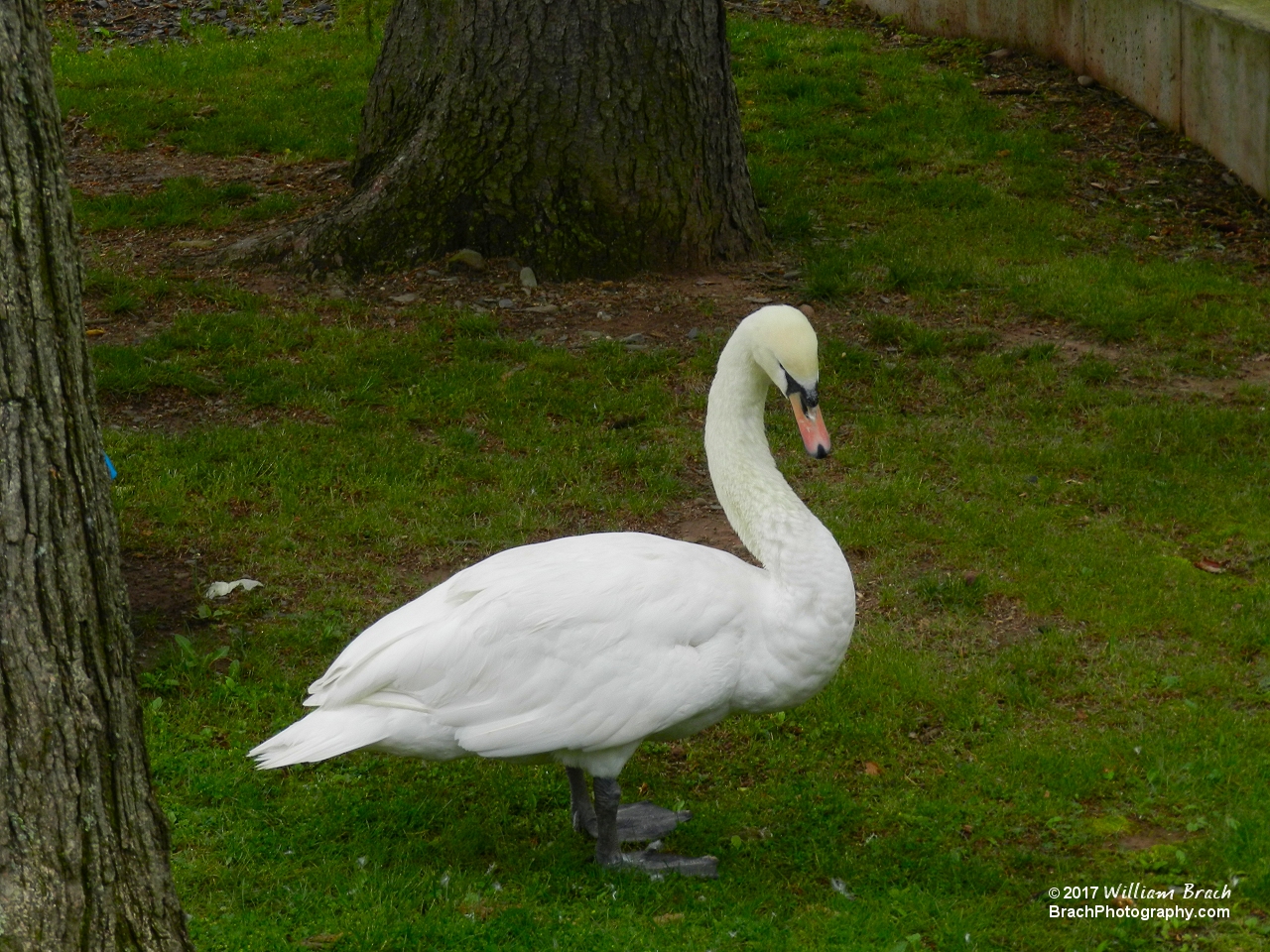 Lone swan just relaxing.