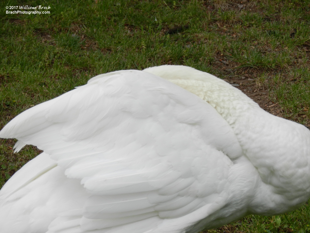 Relaxed Swan.