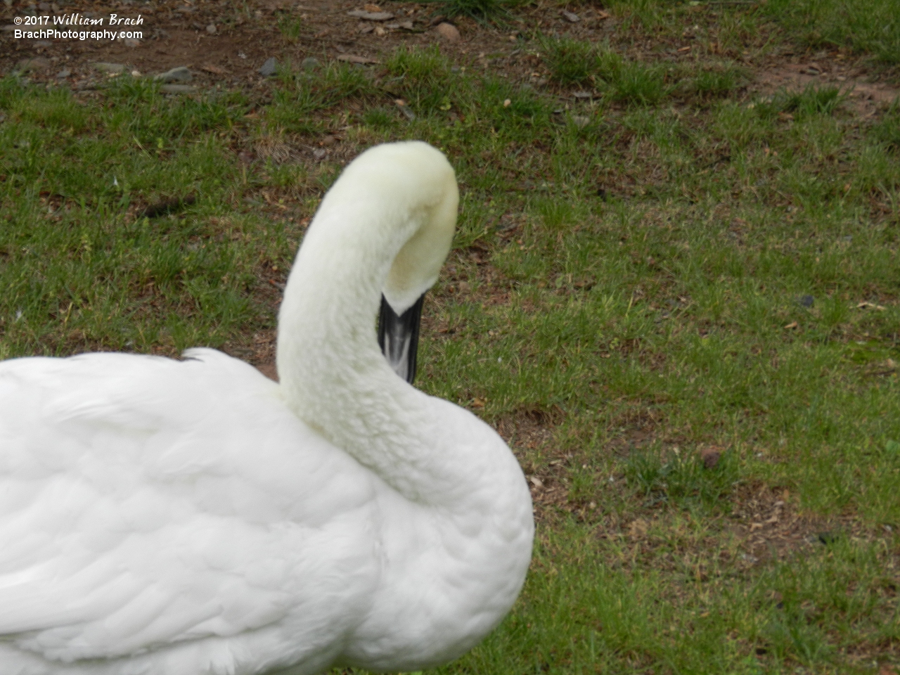 Swan pecking itself.