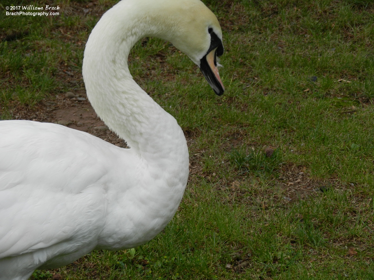 Resident swan at Knoebels.