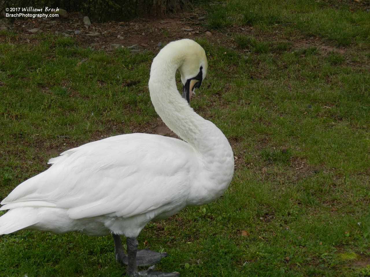 Resident swan at Knoebels.