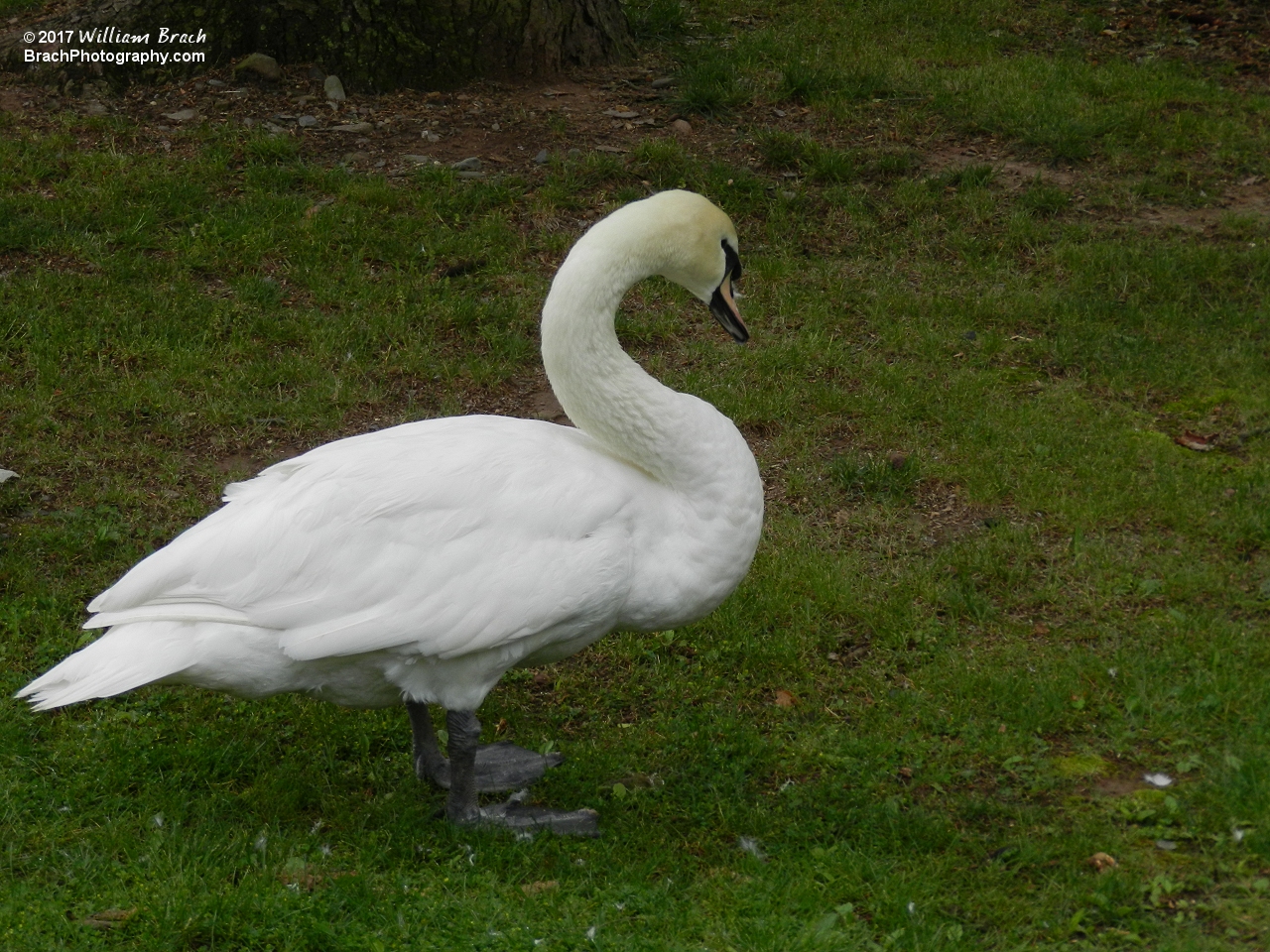 Resident swan at Knoebels.