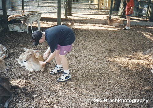 C'mon, this is good for you!  Eat it! *AAAUGH!* Not my hand!....Fond memories of the Petting Zoo across from the Barnstormer.