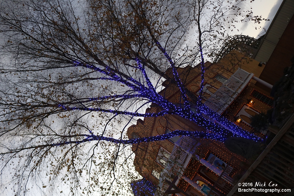 Holiday lights at SFA.