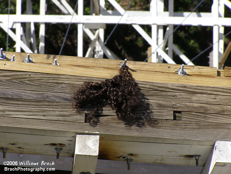 Umm.... Anyone lose a wig while riding Wild One?