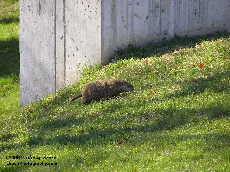 Groundhog seen over by Batwing.