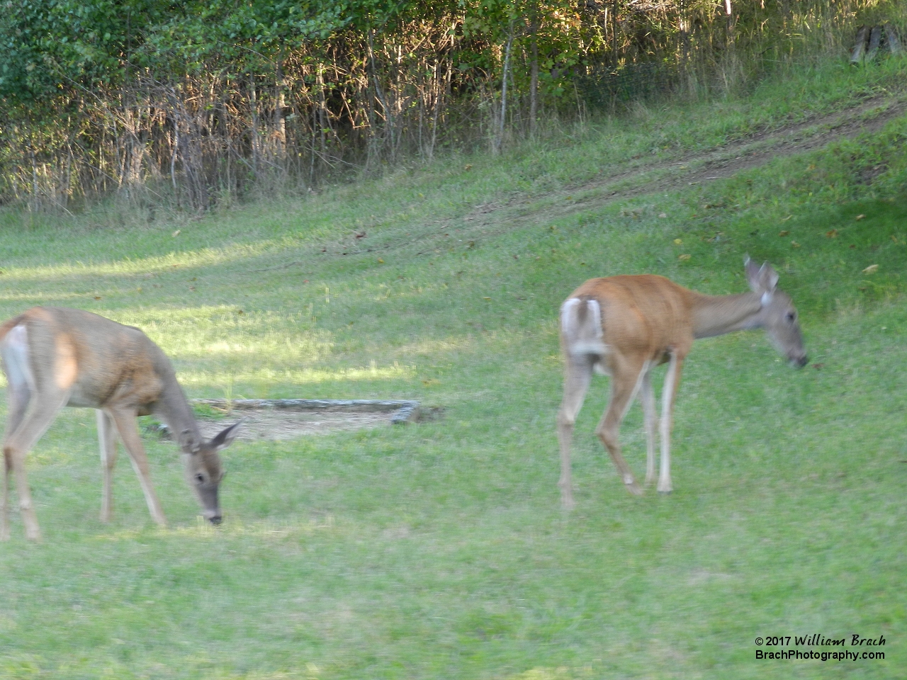 Deer spotted grazing in the grass fields of the Picnic Grove at Six Flags America.