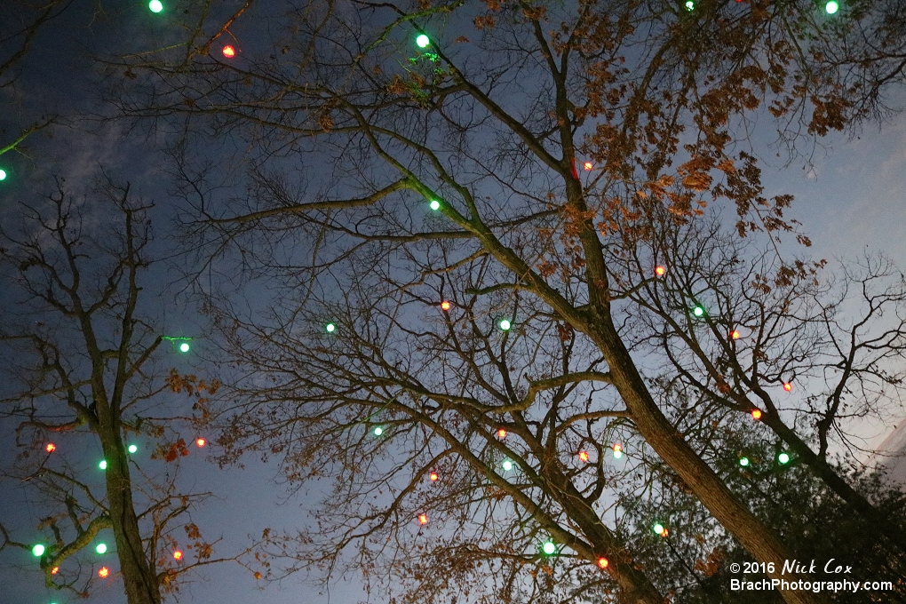 Lighs hanging in the trees.