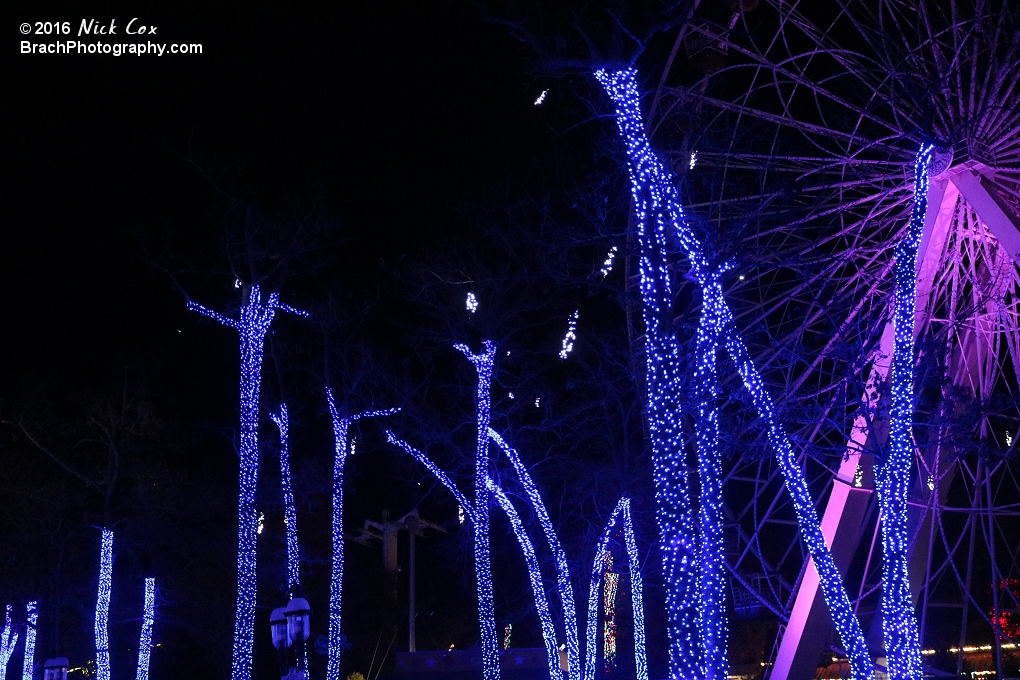 Lights hanging in the trees.