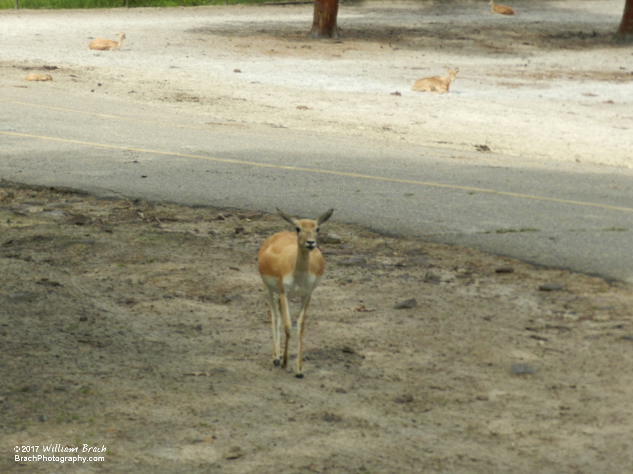 White Tailed Deer spotted in this region.