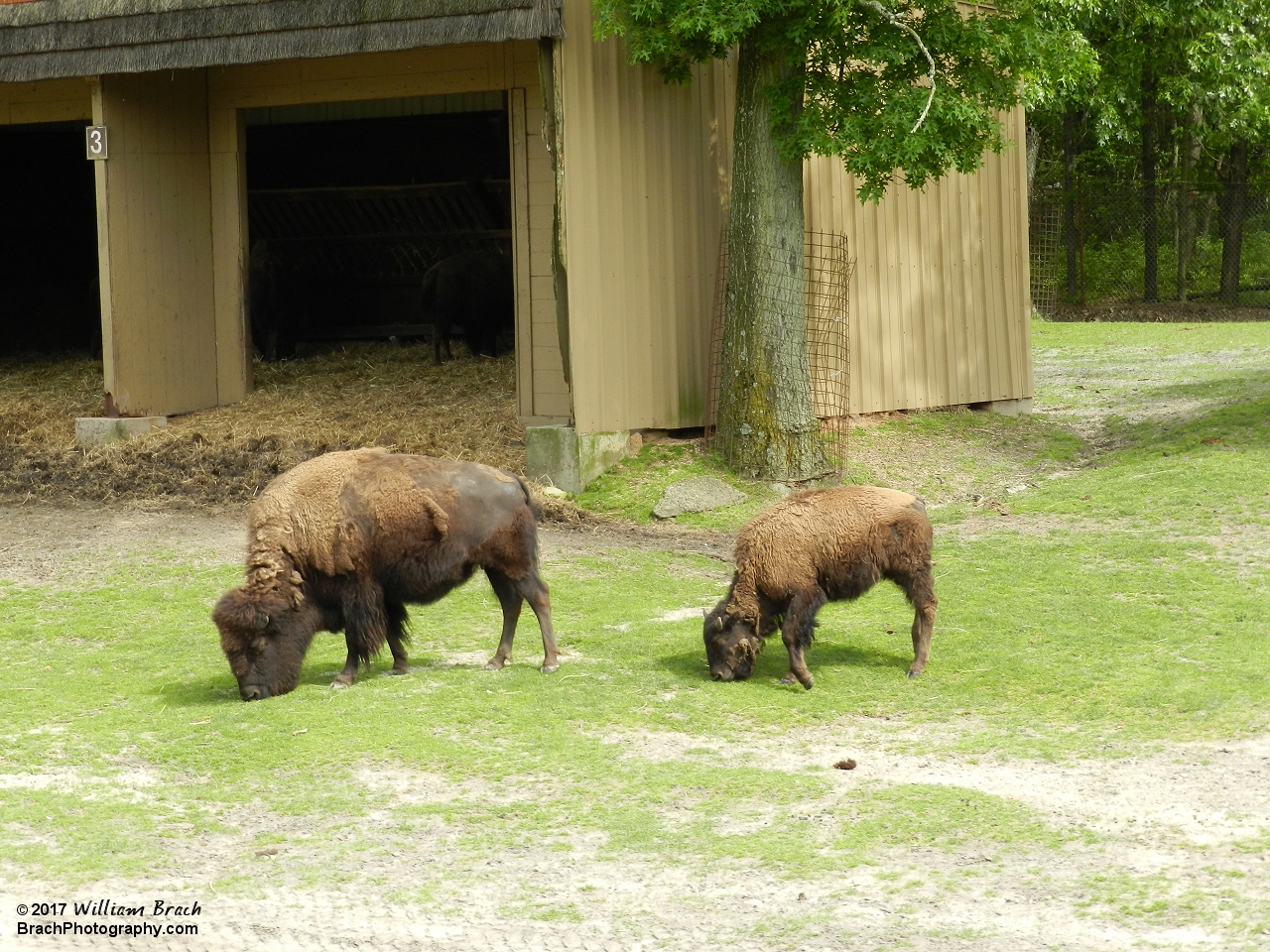 Bison!