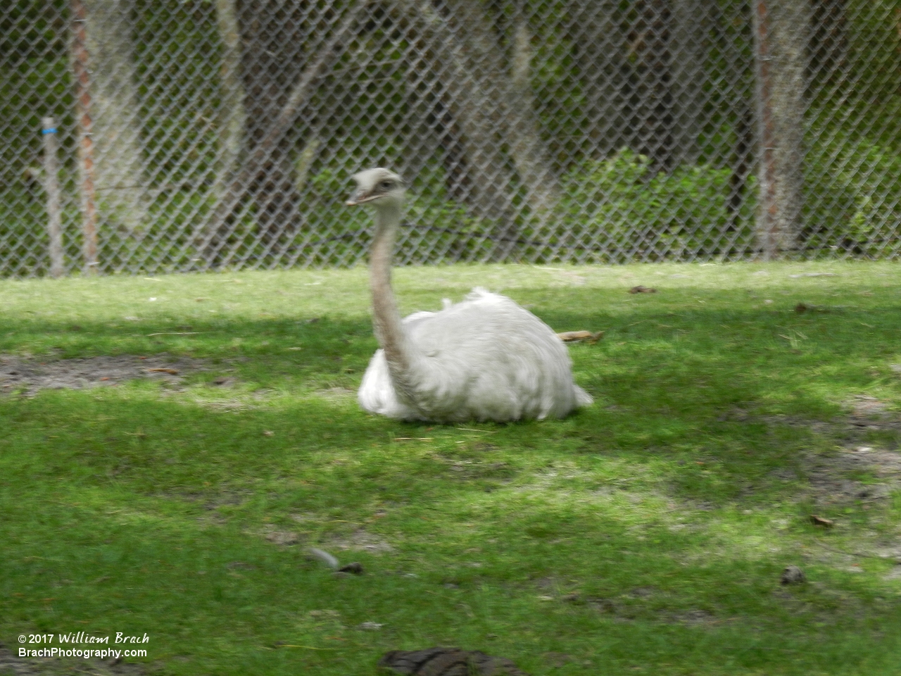 A Rhea resting in the shade.